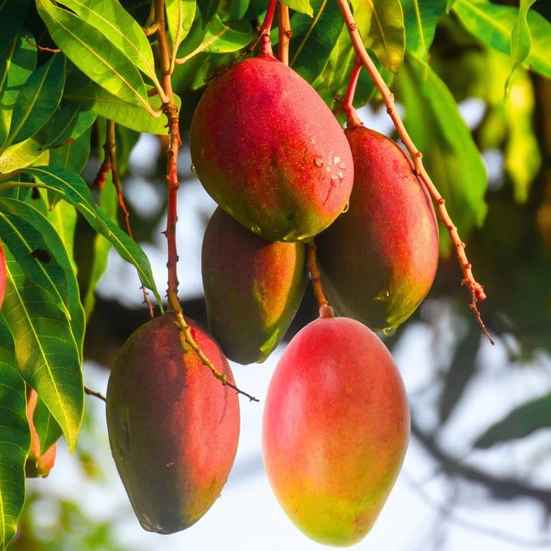 Golden Mango Tree Live Plant - 1 Year Old Seedling in Gallon Pot, Zones 9-11, Full Sun - Image 2