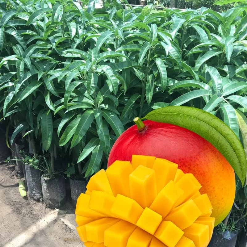 Golden Mango Tree Live Plant - 1 Year Old Seedling in Gallon Pot, Zones 9-11, Full Sun - Image 4