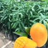 Golden Mango Tree Live Plant - 1 Year Old Seedling in Gallon Pot, Zones 9-11, Full Sun - Image 1