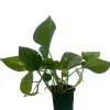 Golden Pothos Live Plant - Epipremnum Aureum - 4 inch Pot - Easy Indoor Houseplant - Image 1
