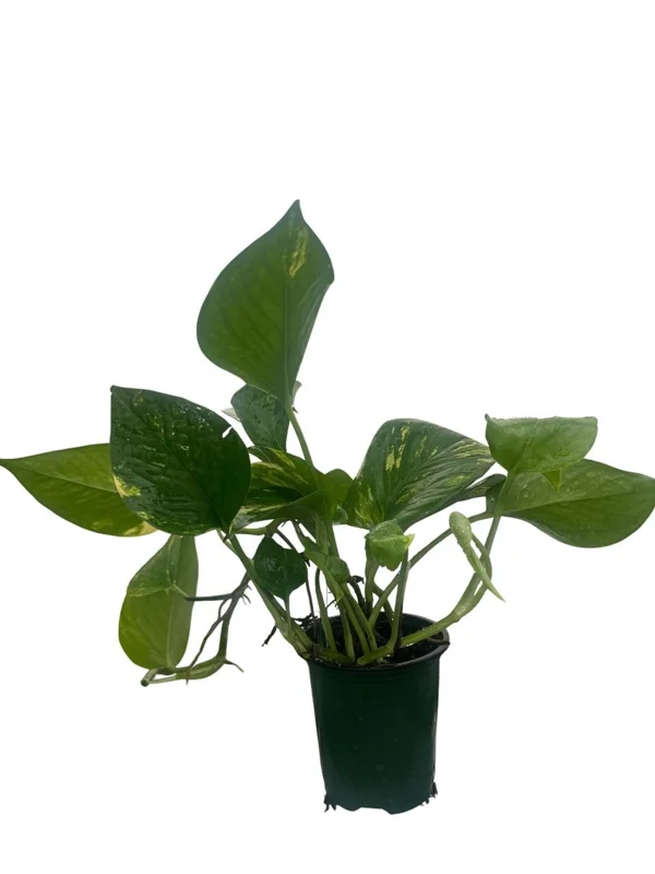 Golden Pothos Live Plant - Epipremnum Aureum - 4 inch Pot - Easy Indoor Houseplant - Image 1