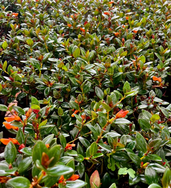 Goldfish Plant Live (Columnea Nematanthus) - 4-6 inch Pot Indoor Houseplant - Image 2