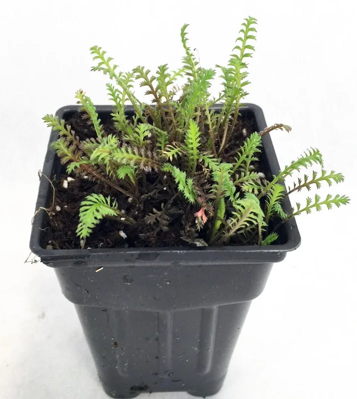 Gothic Black Fairy Fern Live Plant – Leptinella – 2.5 inch Pot – Terrarium/Houseplant - Image 2