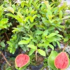 Grafted Ruby Guava Fruit Tree Live Plant, 4 Feet Tall, Potted, Zones 9-11, Tropical Fruit - Image 1