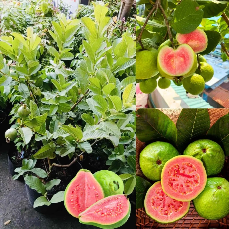 Grafted Ruby Guava Fruit Tree Live Plant, 4 Feet Tall, Potted, Zones 9-11, Tropical Fruit - Image 4