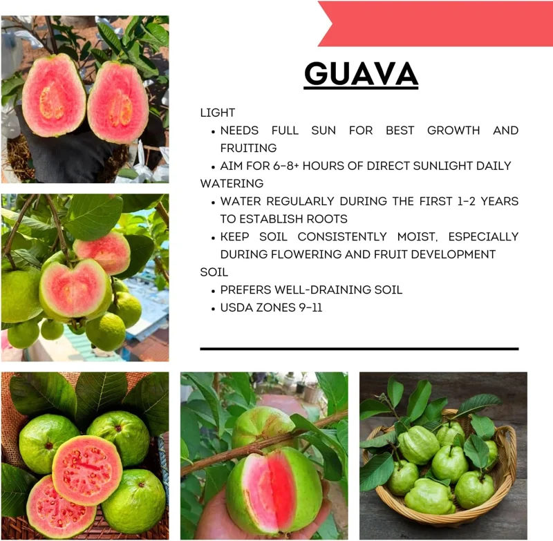 Grafted Ruby Guava Fruit Tree Live Plant, 4 Feet Tall, Potted, Zones 9-11, Tropical Fruit - Image 5