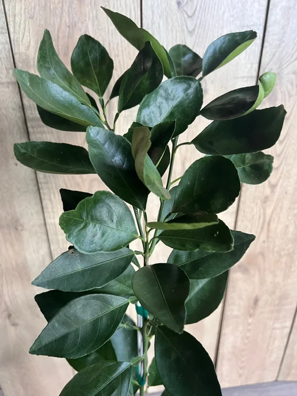 Grafted Shiranui Dekopon Mandarin Tree Live Plant – 1/2 Gallon Pot – Sweet Citrus - Image 2