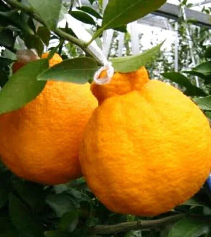 Grafted Shiranui Dekopon Mandarin Tree Live Plant – 1/2 Gallon Pot – Sweet Citrus - Image 1
