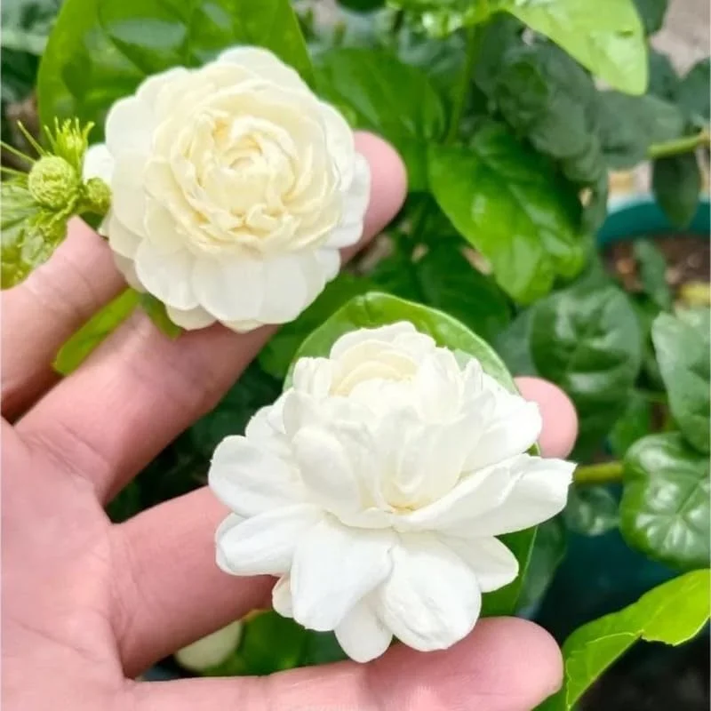 Grand Duke Jasmine Live Plant, 4-7" Tall, Fragrant White Flowers, Indoor/Outdoor - Image 2