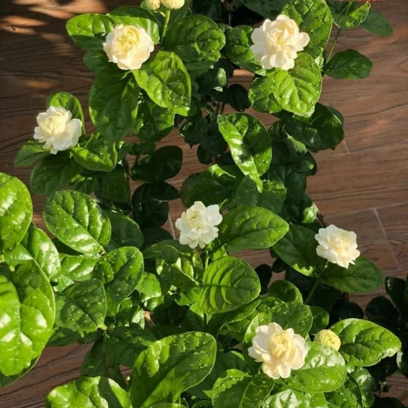 Grand Duke Jasmine Live Plant, 4-7" Tall, Fragrant White Flowers, Indoor/Outdoor - Image 3