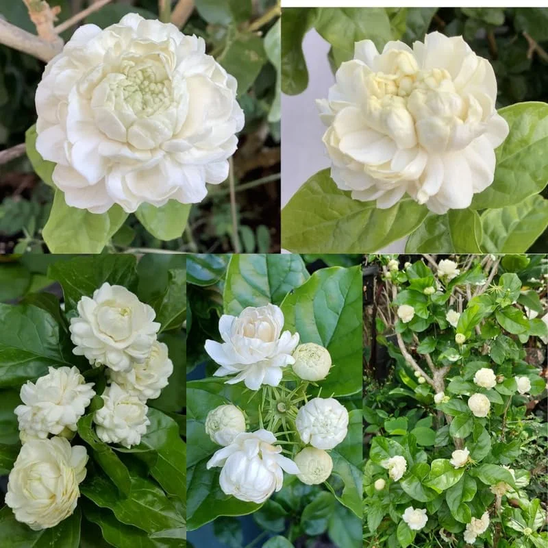 Grand Duke Jasmine Live Plant, 4-7" Tall, Fragrant White Flowers, Indoor/Outdoor - Image 4