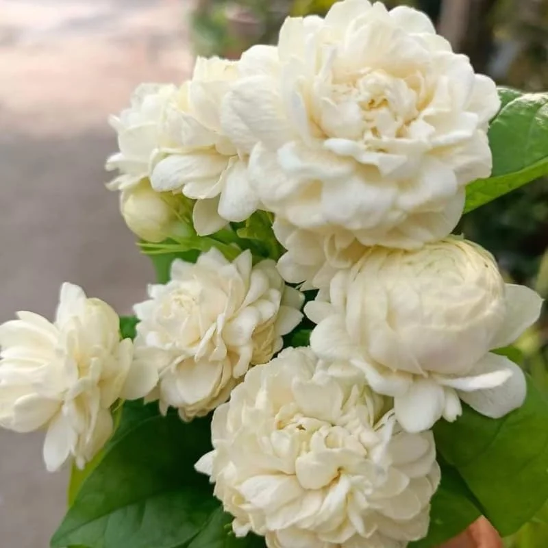 Grand Duke Jasmine Live Plant, 4-7" Tall, Fragrant White Flowers, Indoor/Outdoor - Image 5