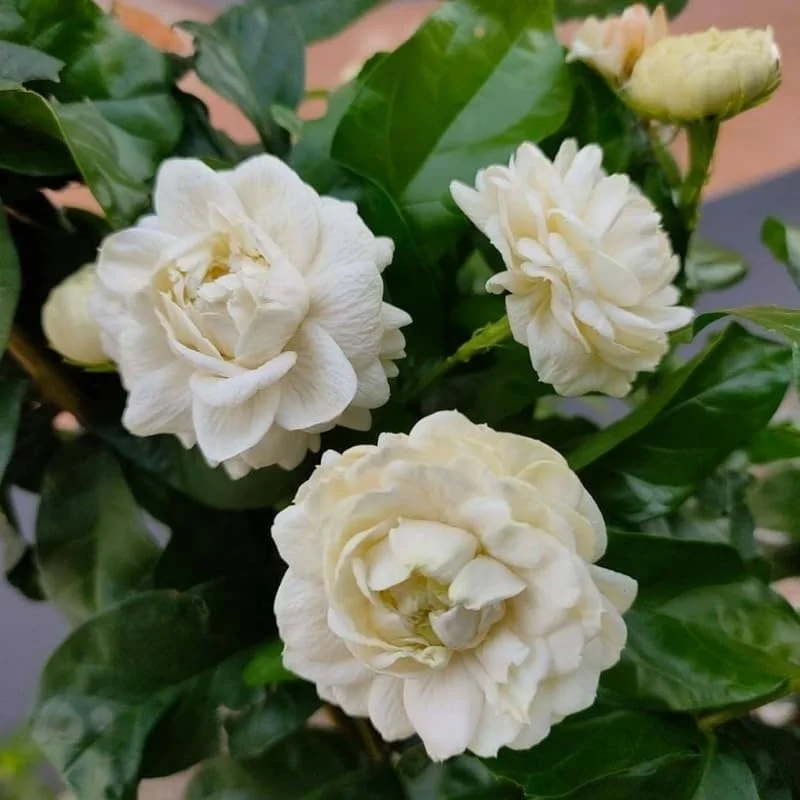 Grand Duke Jasmine Live Plant, 4-7" Tall, Fragrant White Flowers, Indoor/Outdoor - Image 6