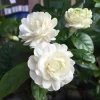 Grand Duke Jasmine Live Plant, 4-7" Tall, Fragrant White Flowers, Indoor/Outdoor - Image 1