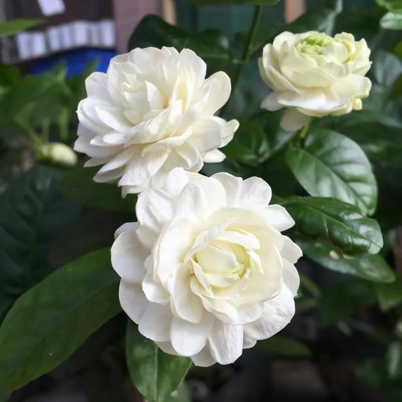 Grand Duke Jasmine Live Plant, 4-7" Tall, Fragrant White Flowers, Indoor/Outdoor - Image 1