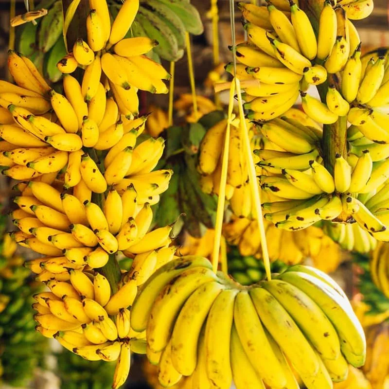 Grand Nain Banana Live Plant, Cold Hardy, 4-7 inches Tall, Indoor/Outdoor - Image 2