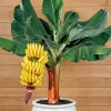 Grand Nain Banana Live Plant, Cold Hardy, 4-7 inches Tall, Indoor/Outdoor - Image 1