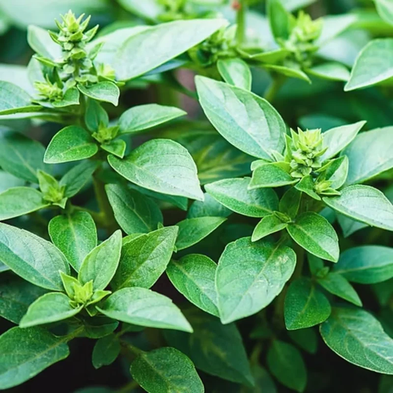 Greek Basil Live Plants (6-Pack), 4-7 Inches Tall, Fragrant Culinary Herb, Indoor & Outdoor - Image 6