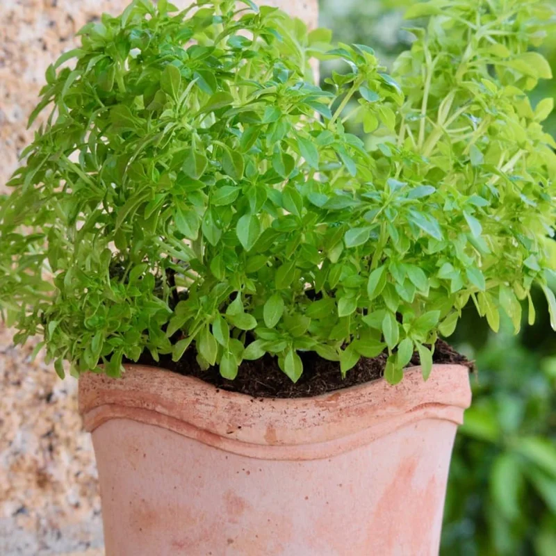 Greek Basil Live Plants (6-Pack), 4-7 Inches Tall, Fragrant Culinary Herb, Indoor & Outdoor - Image 8