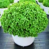 Greek Basil Live Plants (6-Pack), 4-7 Inches Tall, Fragrant Culinary Herb, Indoor & Outdoor - Image 1