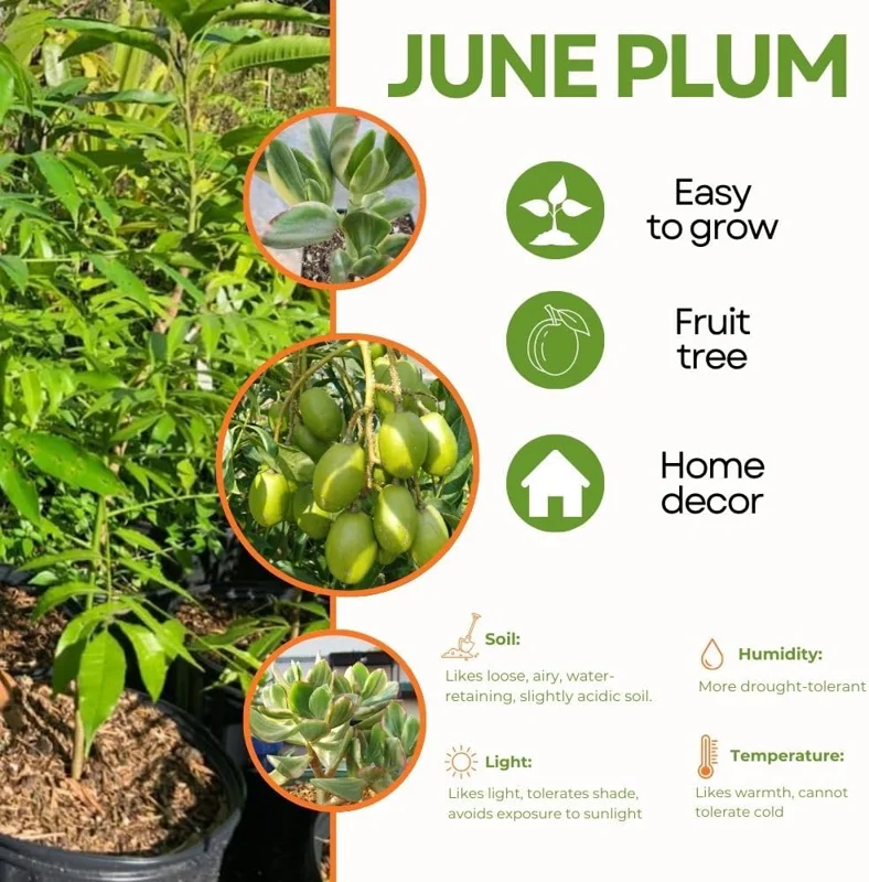 Green June Plum Live Plant 2-3ft Tall - Tropical Fruit Tree for Outdoors - Image 2