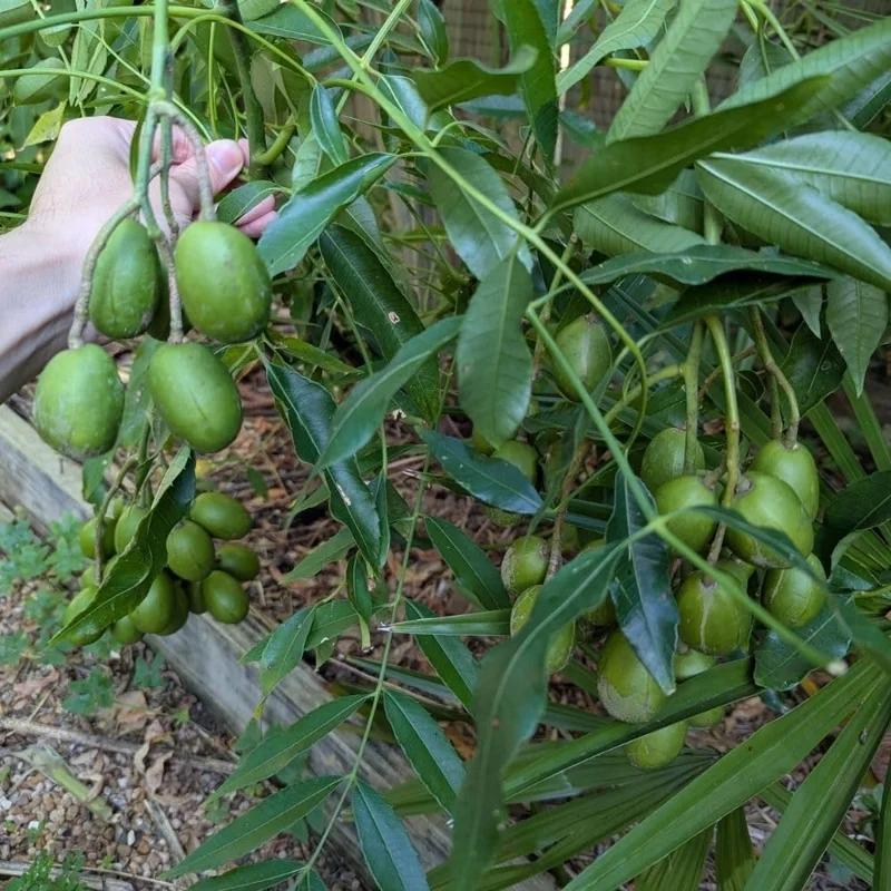 Green June Plum Live Plant 2-3ft Tall - Tropical Fruit Tree for Outdoors - Image 3