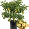 Green June Plum Live Plant 2-3ft Tall - Tropical Fruit Tree for Outdoors - Image 1