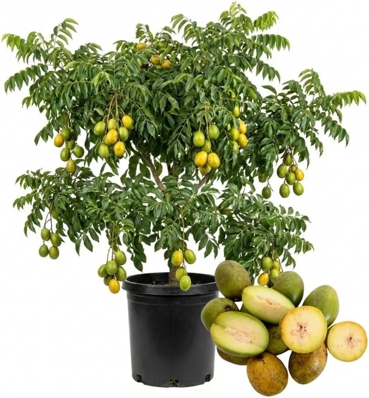Green June Plum Live Plant 2-3ft Tall - Tropical Fruit Tree for Outdoors - Image 1
