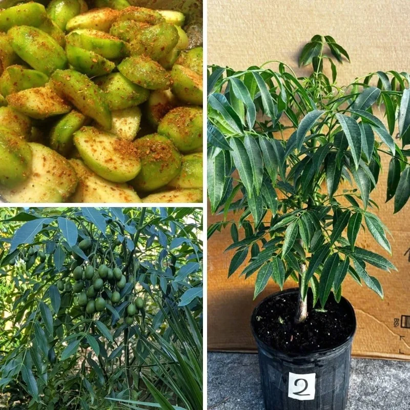 Green June Plum Live Plant 2-3ft Tall - Tropical Fruit Tree for Outdoors - Image 4