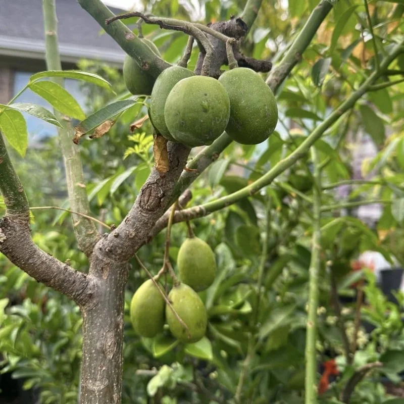 Green June Plum Live Plant 2-3ft Tall - Tropical Fruit Tree for Outdoors - Image 5