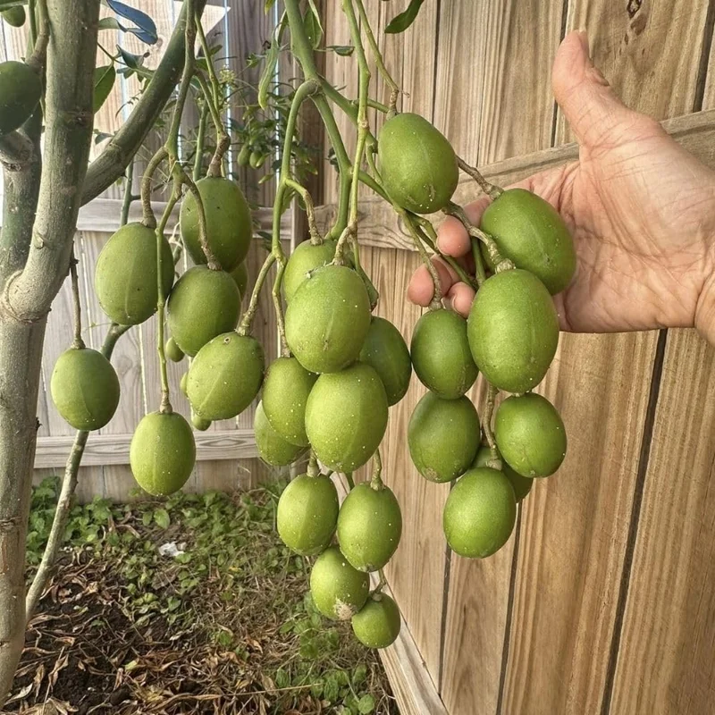 Green June Plum Live Plant 2-3ft Tall - Tropical Fruit Tree for Outdoors - Image 7
