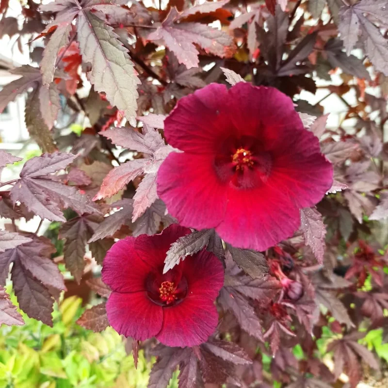 Hardy Cranberry Hibiscus Live Plants – 2 Pack, 5+ Inches Tall, Outdoor - Image 1