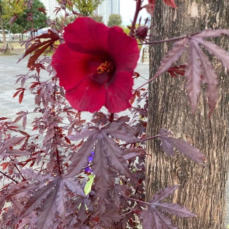 Hardy Cranberry Hibiscus Live Plants – 2 Pack, 5+ Inches Tall, Outdoor - Image 3
