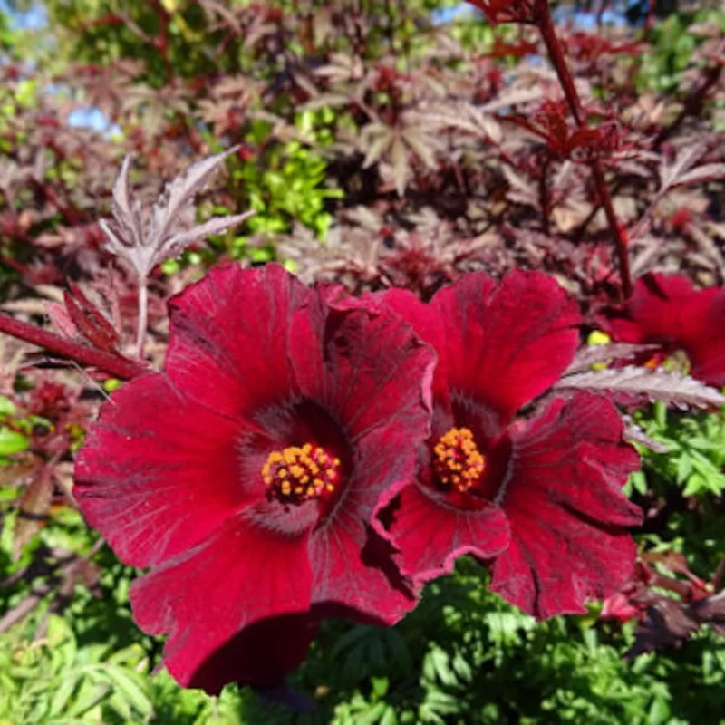 Hardy Cranberry Hibiscus Live Plants – 2 Pack, 5+ Inches Tall, Outdoor - Image 4