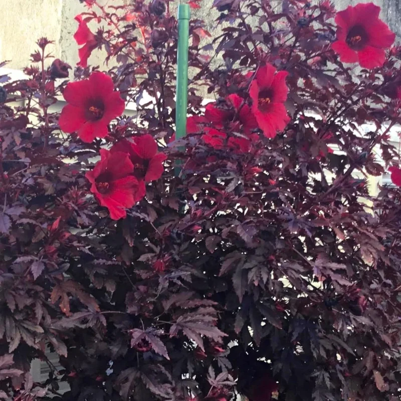 Hardy Cranberry Hibiscus Live Plants – 2 Pack, 5+ Inches Tall, Outdoor - Image 5