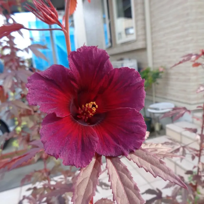 Hardy Cranberry Hibiscus Live Plants – 2 Pack, 5+ Inches Tall, Outdoor - Image 6