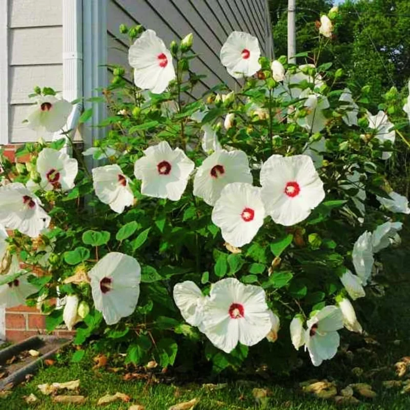 Hardy Hibiscus Live Plant - Luna Mixed Color, 2-Pack, 8-12 Inch Tall, Fully Rooted, Outdoor - Image 3
