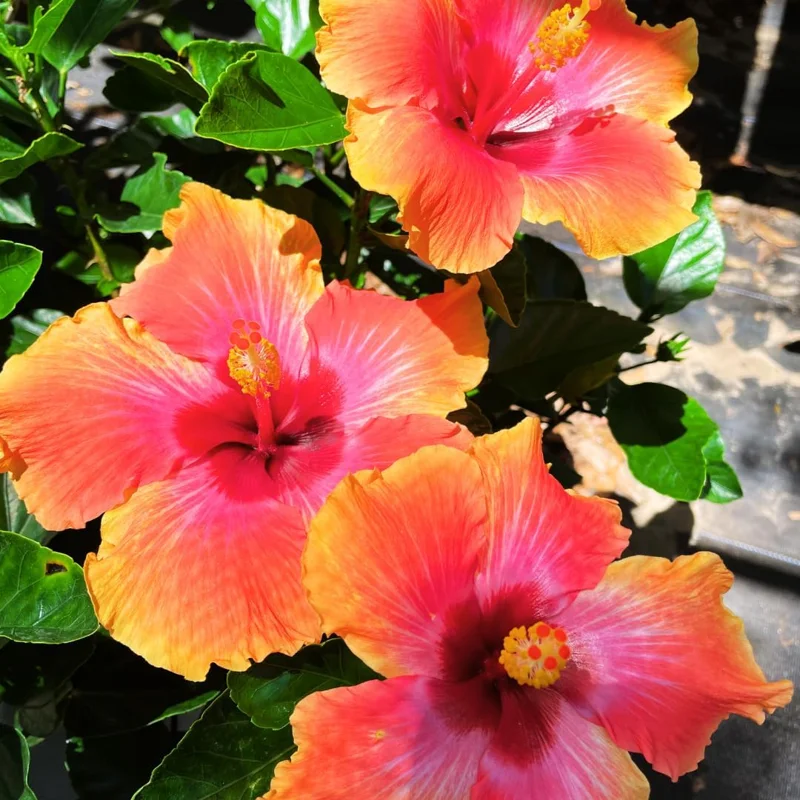 Hardy Hibiscus Live Plant - Luna Mixed Color, 2-Pack, 8-12 Inch Tall, Fully Rooted, Outdoor - Image 1