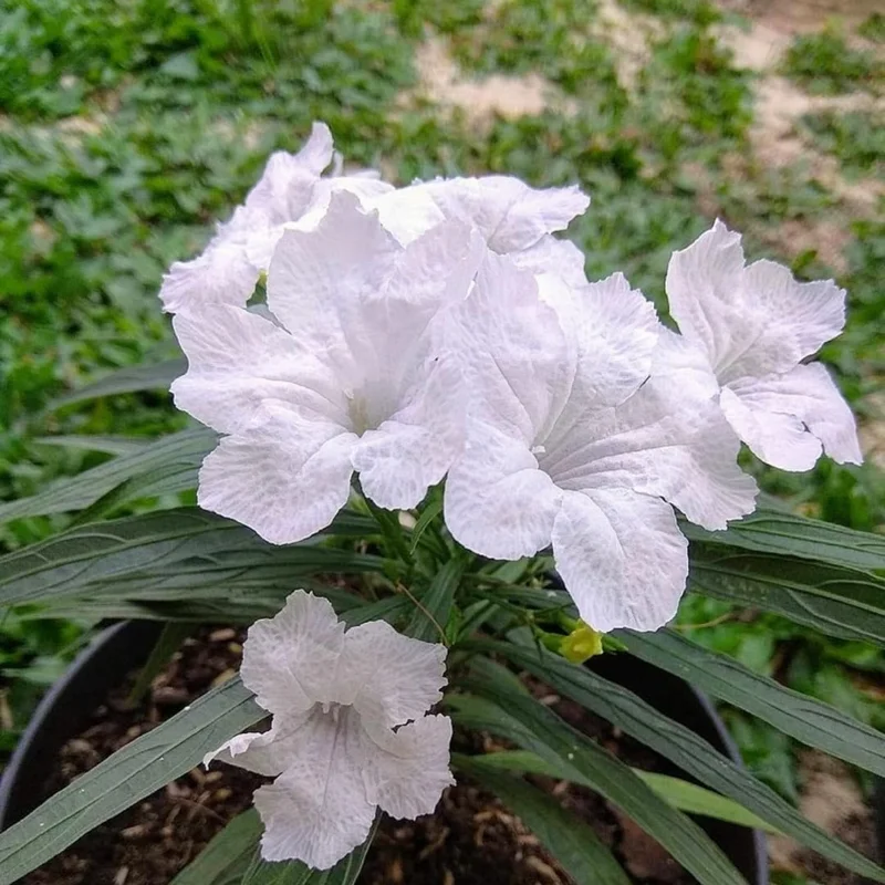 Hardy Mexican Petunia Live Plants - Ruellia Simplex, Purple, 6-8 inch Tall, 2-Pack, Outdoor - Image 2