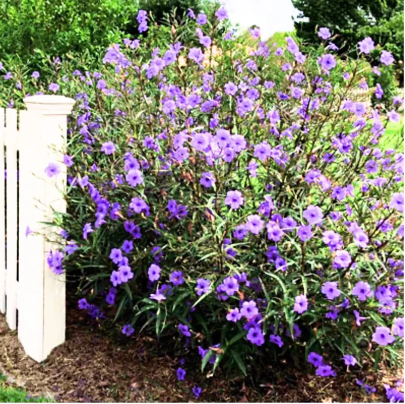 Hardy Mexican Petunia Live Plants - Ruellia Simplex, Purple, 6-8 inch Tall, 2-Pack, Outdoor - Image 3