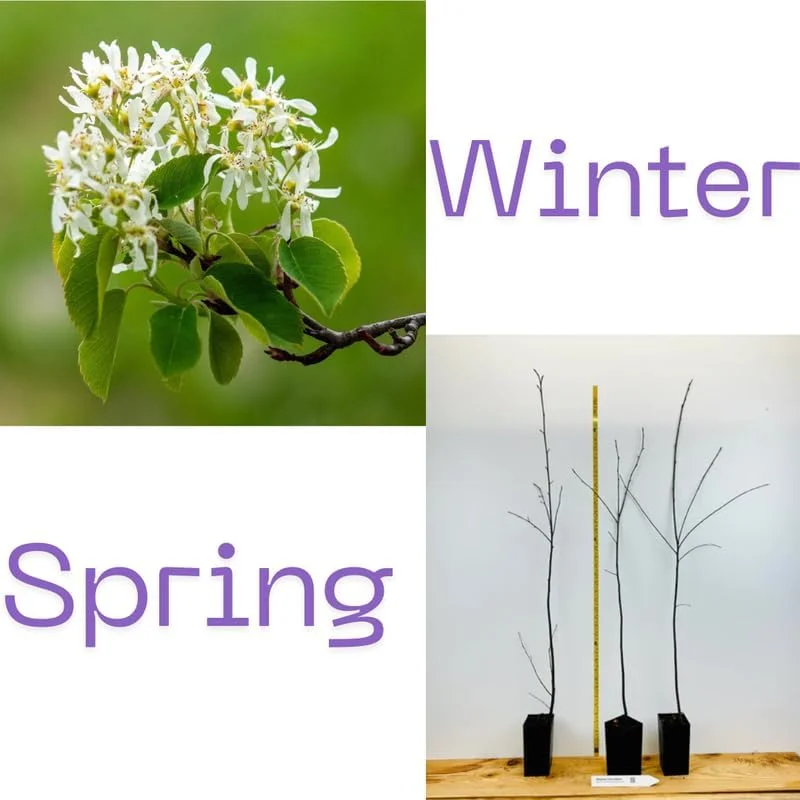 Hardy Serviceberry Live Plant Tree – Quart Pot, 12-18 inches Tall – Outdoor - Image 2