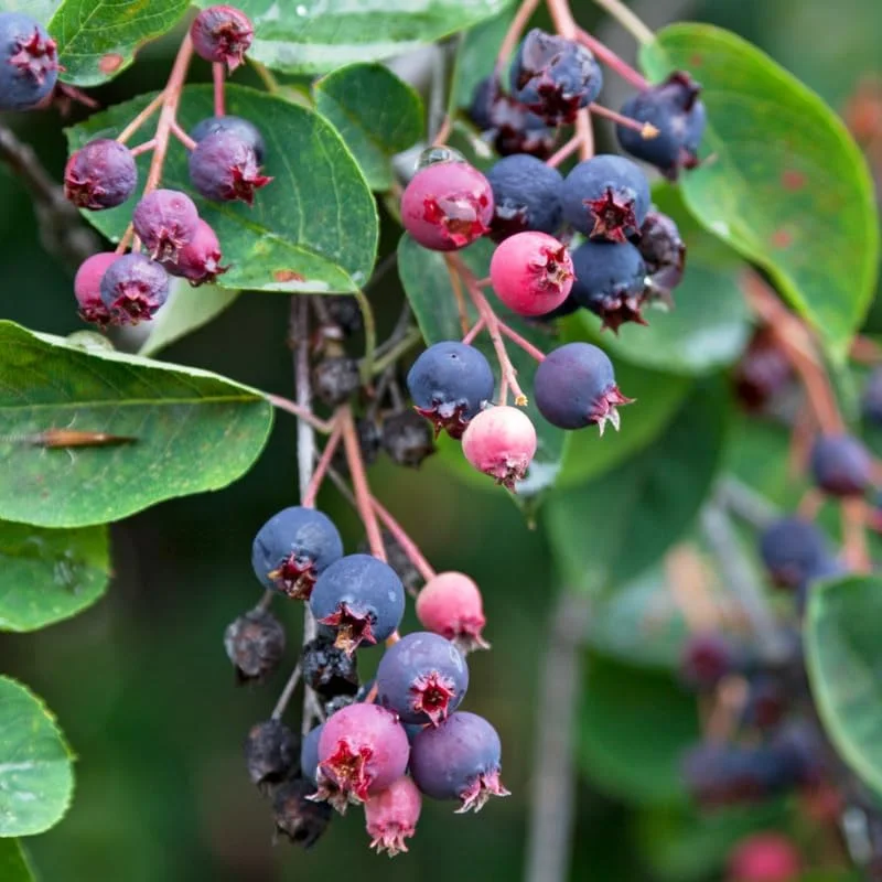 Hardy Serviceberry Live Plant Tree – Quart Pot, 12-18 inches Tall – Outdoor - Image 3
