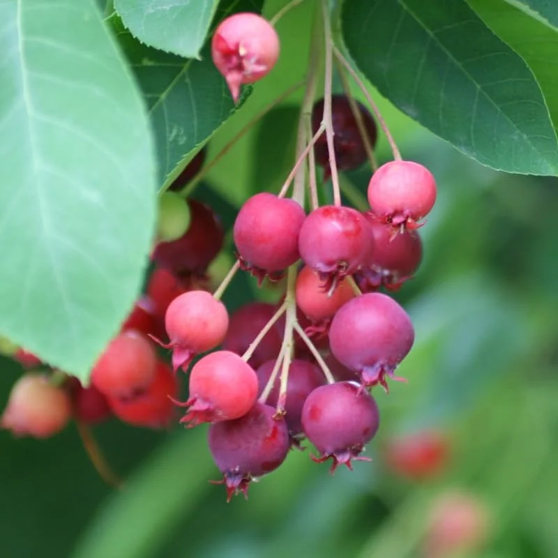 Hardy Serviceberry Live Plant Tree – Quart Pot, 12-18 inches Tall – Outdoor - Image 4