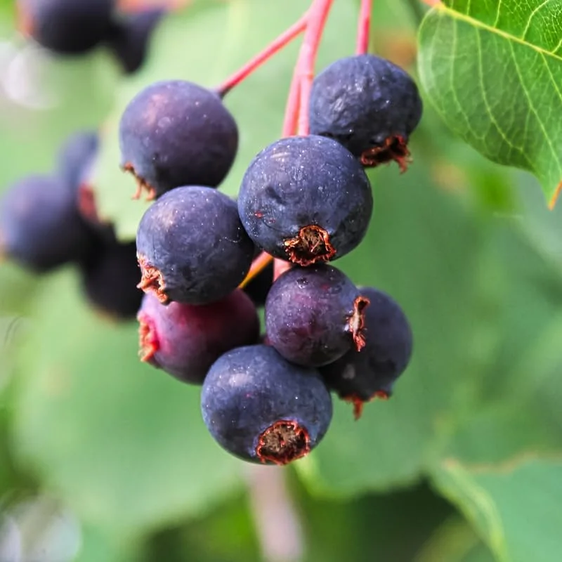 Hardy Serviceberry Live Plant Tree – Quart Pot, 12-18 inches Tall – Outdoor - Image 5