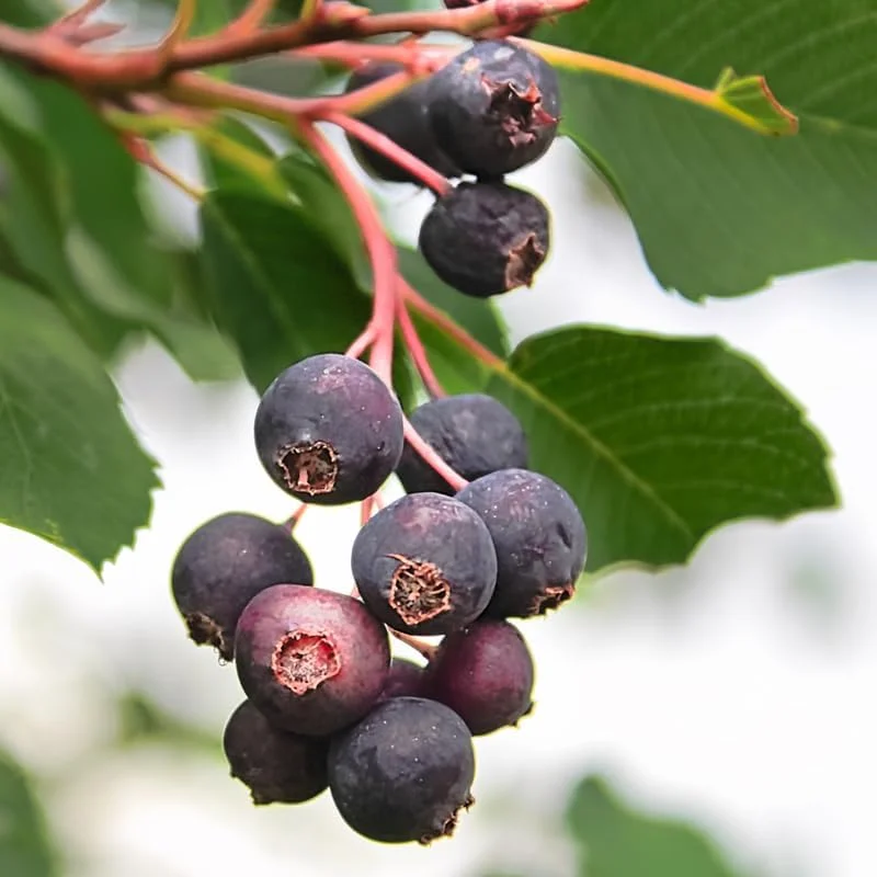 Hardy Serviceberry Live Plant Tree – Quart Pot, 12-18 inches Tall – Outdoor - Image 6
