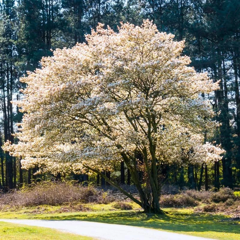 Hardy Serviceberry Live Plant Tree – Quart Pot, 12-18 inches Tall – Outdoor - Image 8