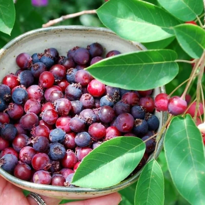 Hardy Serviceberry Live Plant Tree – Quart Pot, 12-18 inches Tall – Outdoor - Image 9