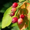 Hardy Serviceberry Live Plant Tree – Quart Pot, 12-18 inches Tall – Outdoor - Image 1