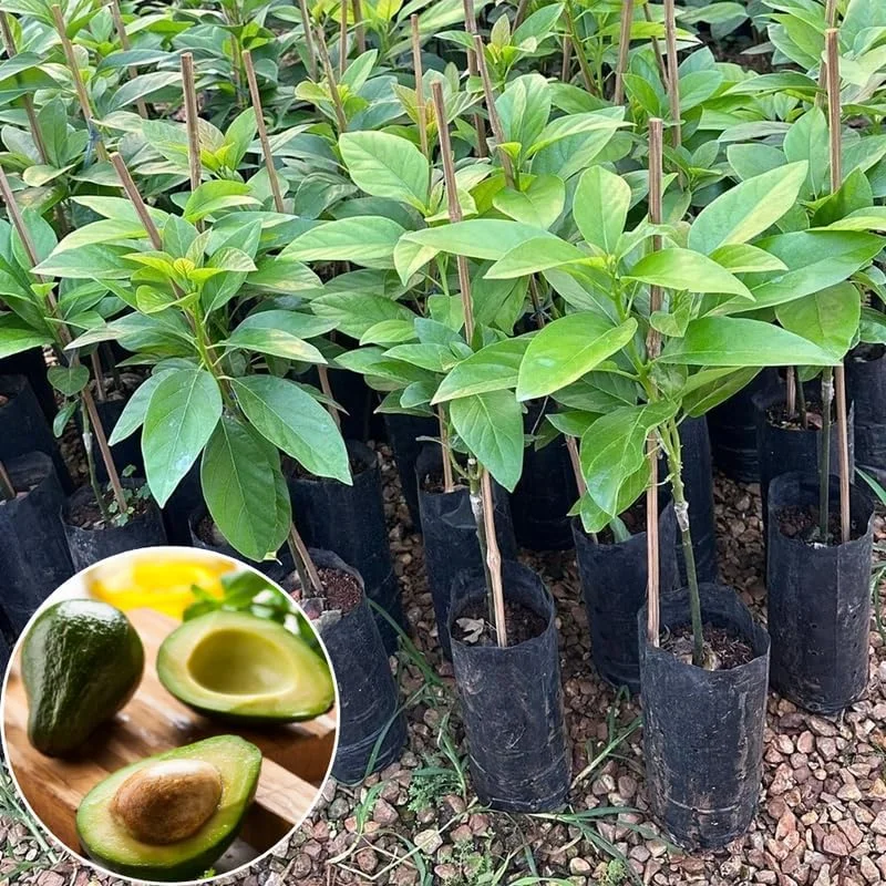 Hass Avocado Live Plant – 8-16 Inches Tall – Half Gallon Pot – Outdoor Fruit Tree - Image 2