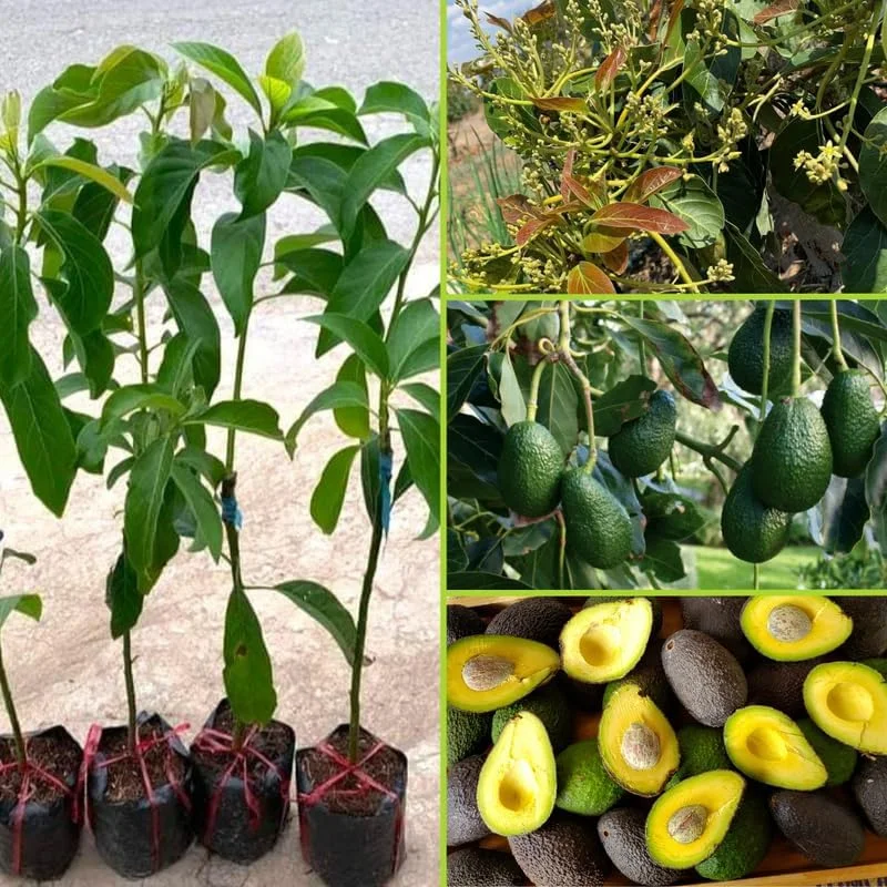 Hass Avocado Tree Live Plant – 3-3.5 ft Tall, Cold Hardy, 3 Gallon Pot - Image 2